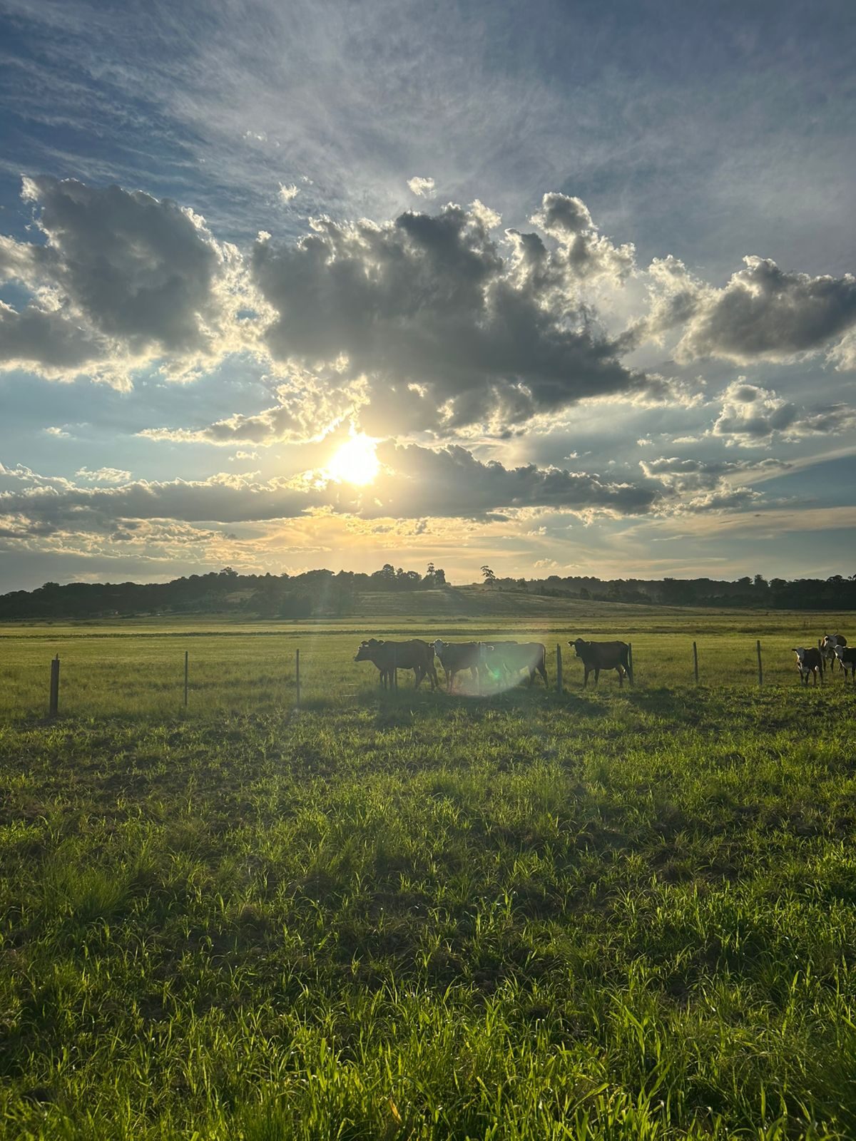 Gado ao entardecer no pasto, no interior do Rio Grande do Sul